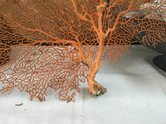 La Mer IV White Coral Sculpture Decor – FINN AVENUE