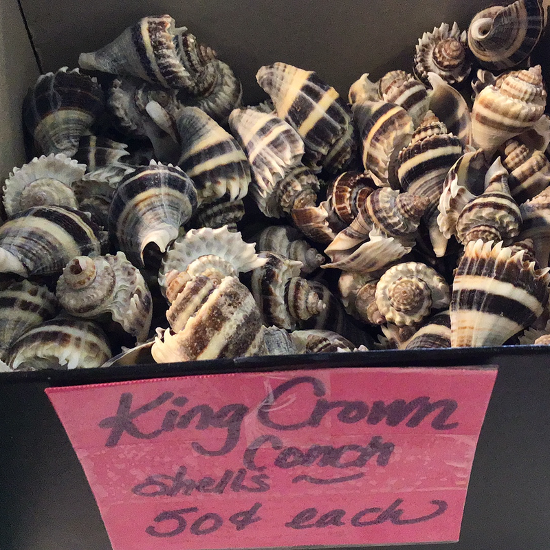 Florida Crowned King Conch Melongena Corona