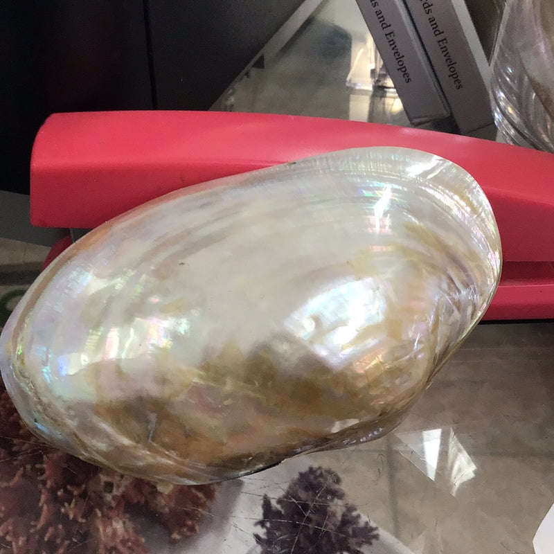 Pearl Clam
