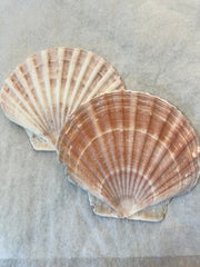 Irish Flat Scallop Shells - ShellsLoving Coastal Living