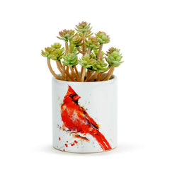 Succulent with Planter - Six Styles