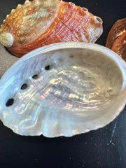 Katamakatcha Abalone - ShellsLoving Coastal Living