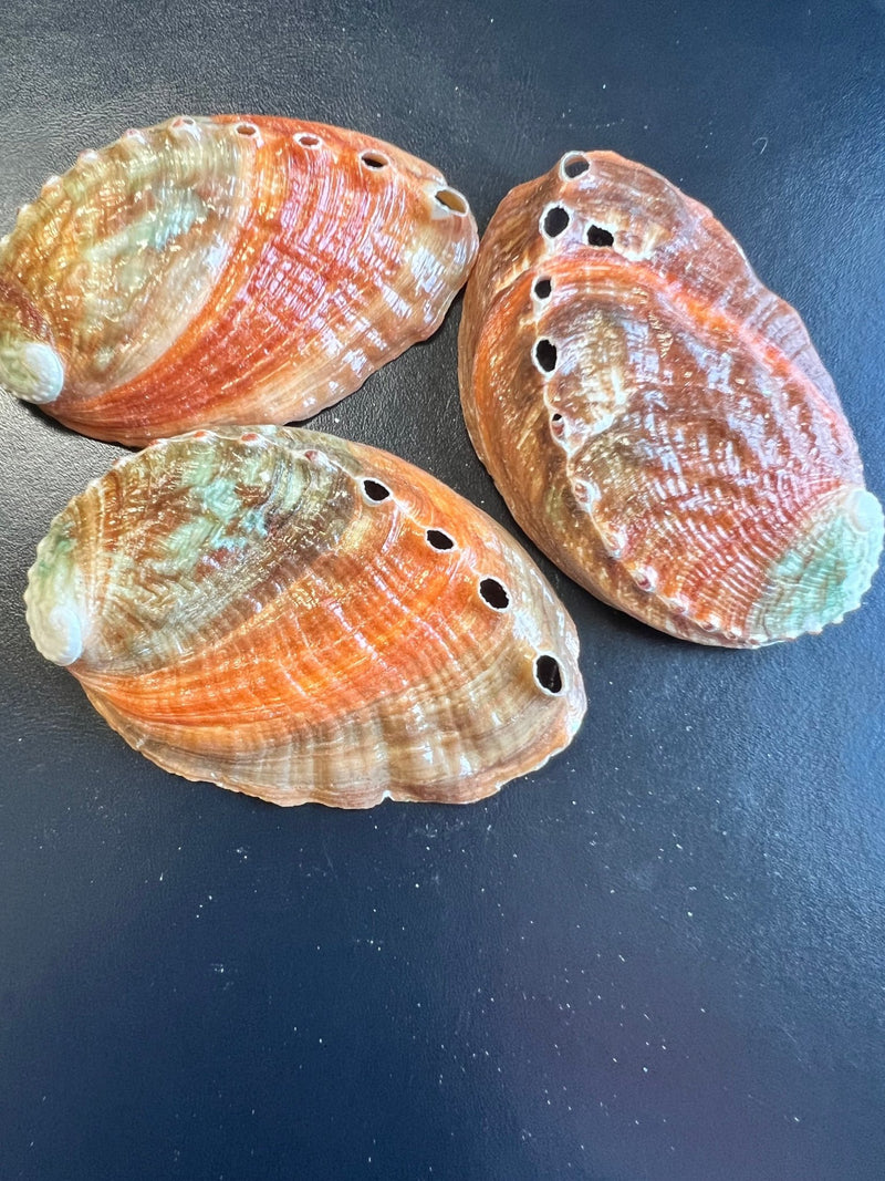 Katamakatcha Abalone - ShellsLoving Coastal Living