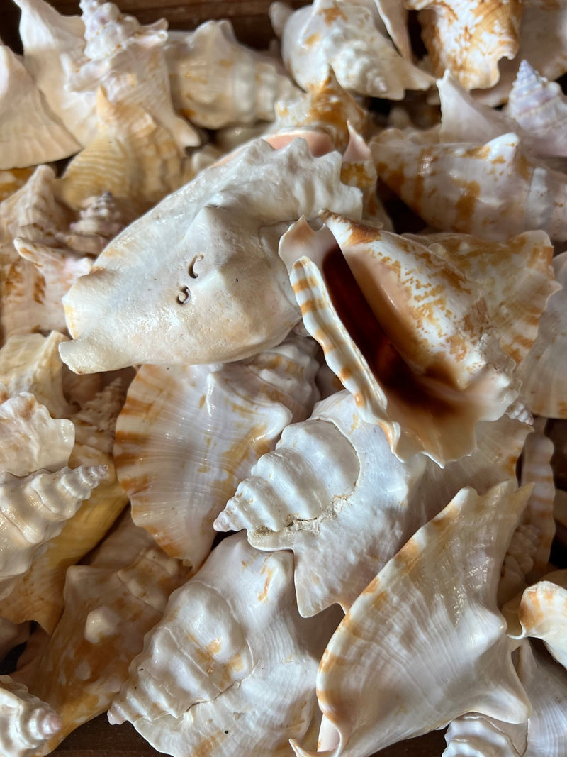 Laciniate Conch STROMBUS SINUATUS - ShellsLoving Coastal Living