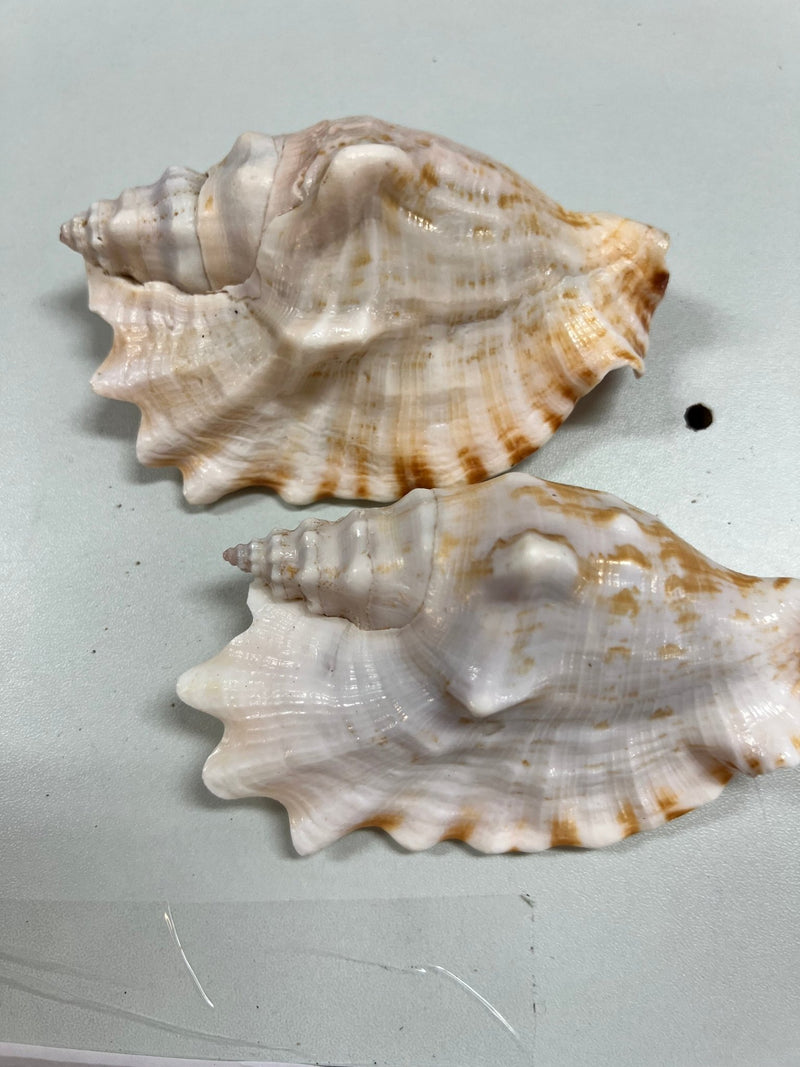 Laciniate Conch STROMBUS SINUATUS - ShellsLoving Coastal Living