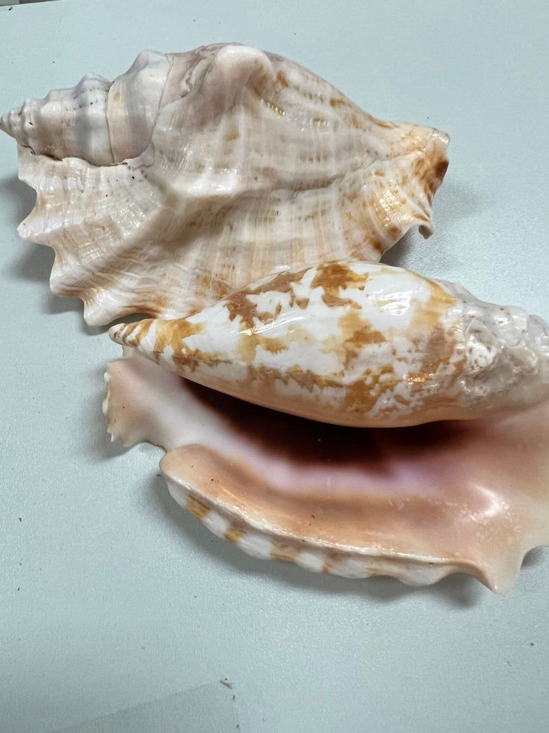 Laciniate Conch STROMBUS SINUATUS - ShellsLoving Coastal Living