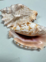 Laciniate Conch STROMBUS SINUATUS - ShellsLoving Coastal Living