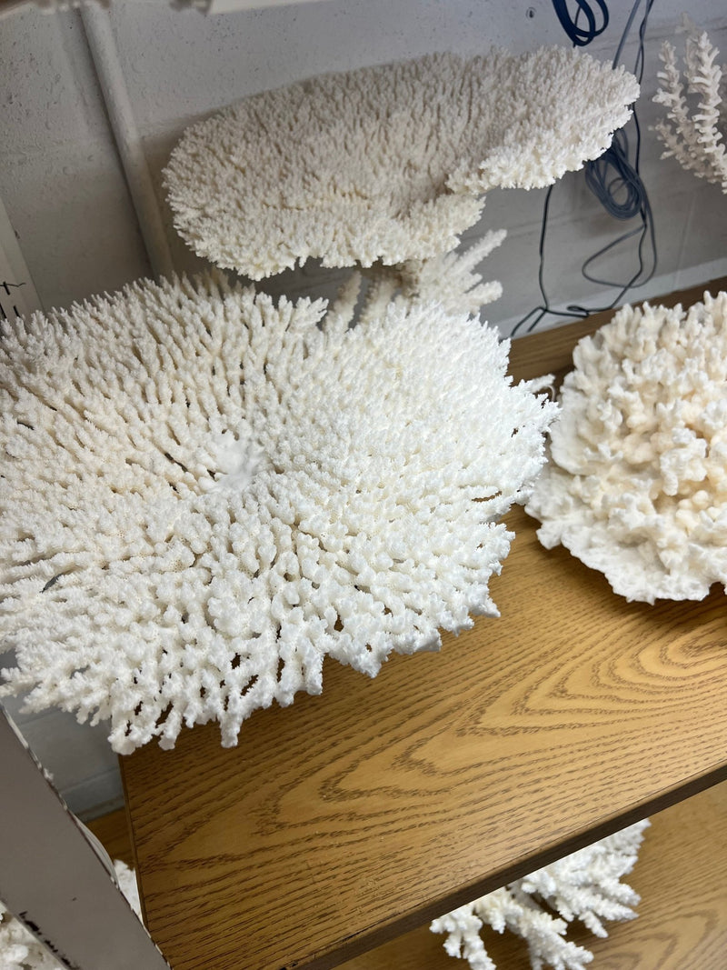 Large Table Coral Creation - 30" - coralTideline