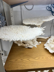 Large Table Coral Creation - 30