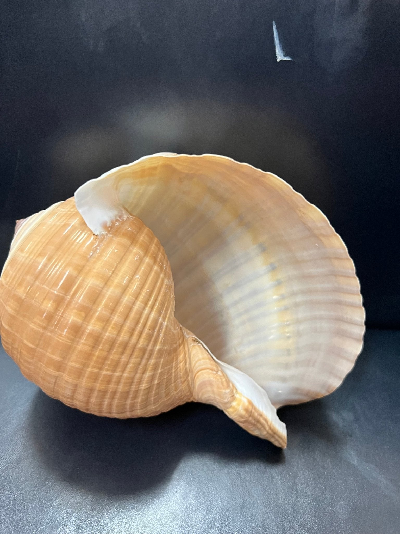 Tona Shell Large Tonna Shells | Loving Coastal Living