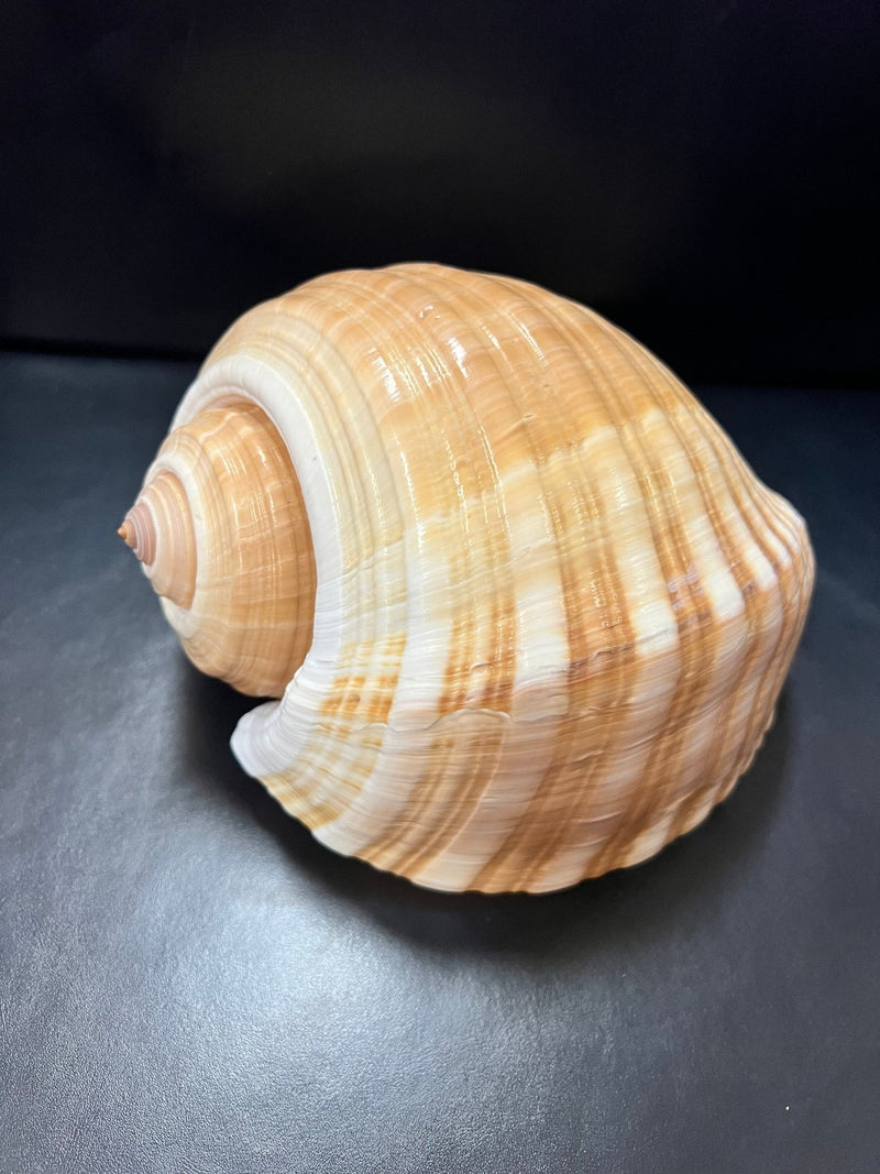 Large Tonna Shells - ShelllsLoving Coastal Living