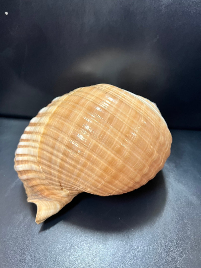 Large Tonna Shells - ShelllsLoving Coastal Living