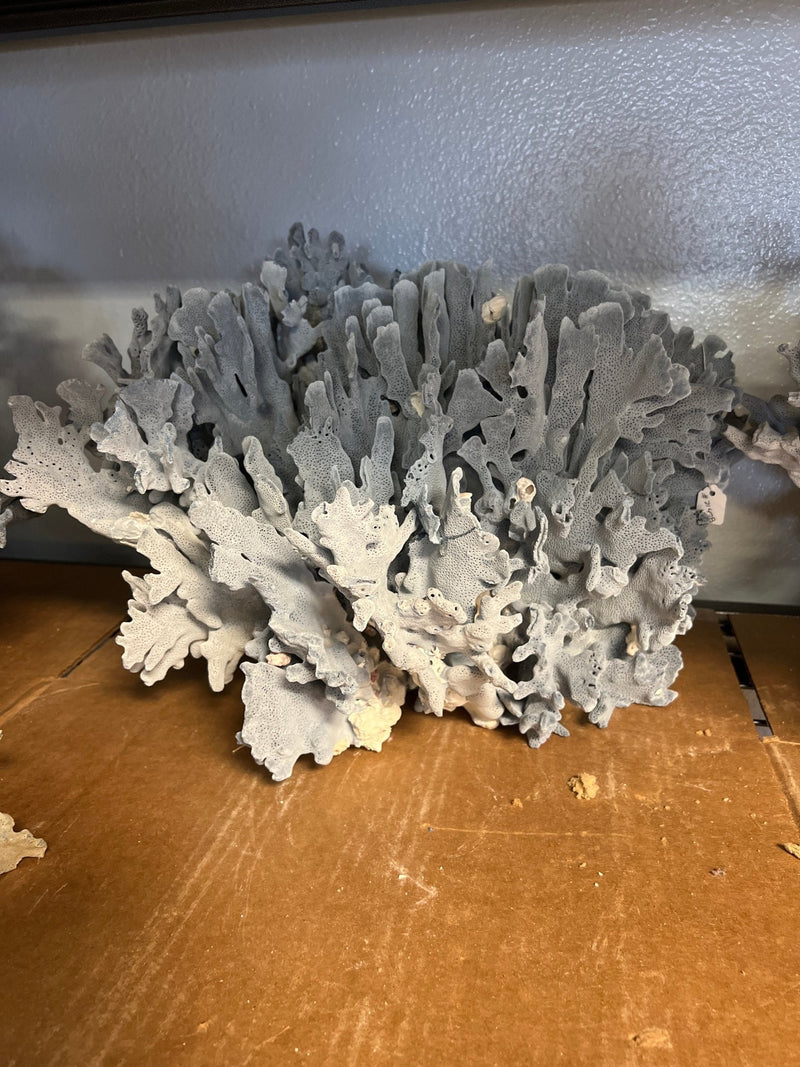 Light Blue Ridge Coral Sculpture - 20" - coralTideline