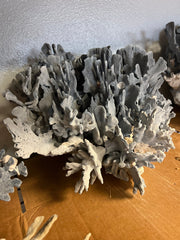 Light Blue Ridge Coral Sculpture - 20