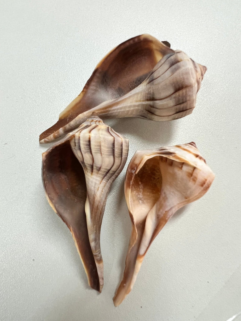 Lightning Whelk - ShellsLoving Coastal Living