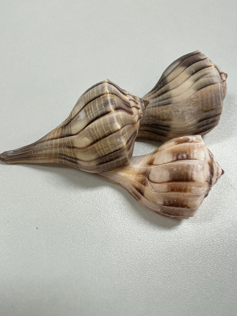 Lightning Whelk - ShellsLoving Coastal Living