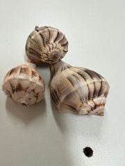 Lightning Whelk - ShellsLoving Coastal Living