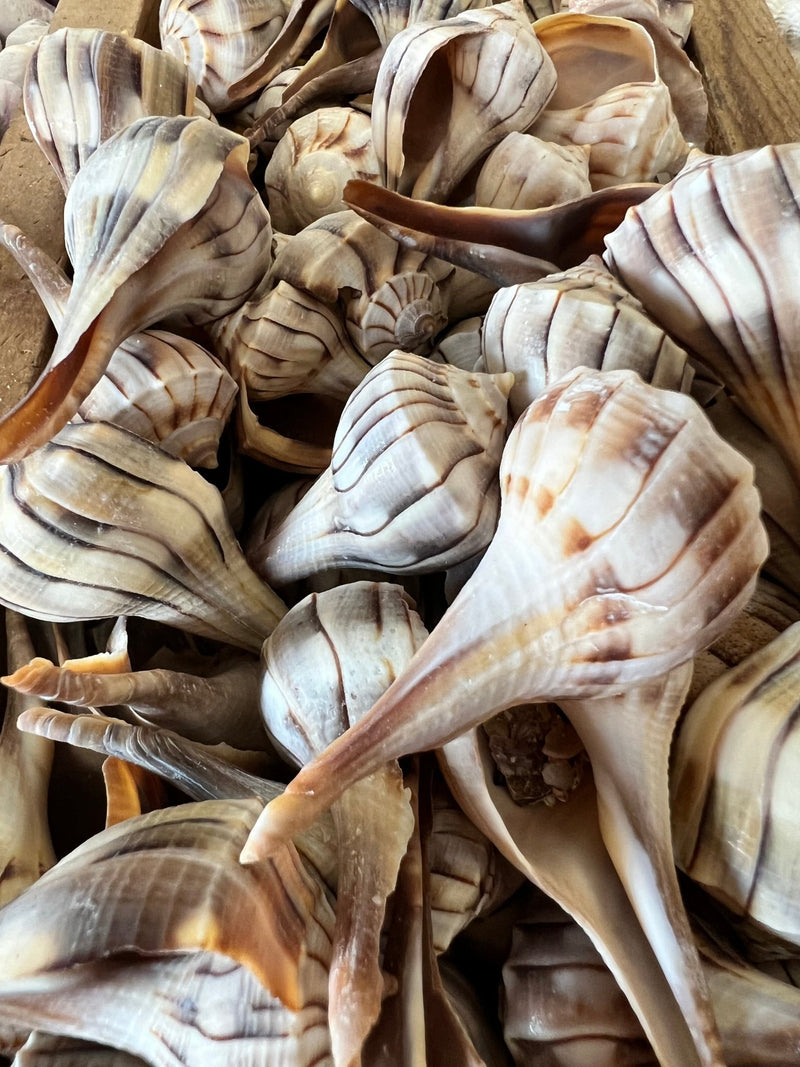 Lightning Whelk - ShellsLoving Coastal Living