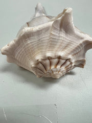 Lightning Whelk - ShellsLoving Coastal Living