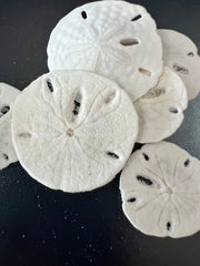 Loose White Sand Dollar Bleached - Sand DollarLoving Coastal Living