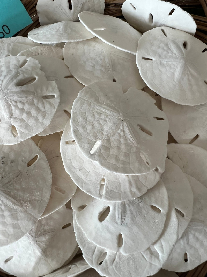 Loose White Sand Dollar Bleached - Sand DollarLoving Coastal Living