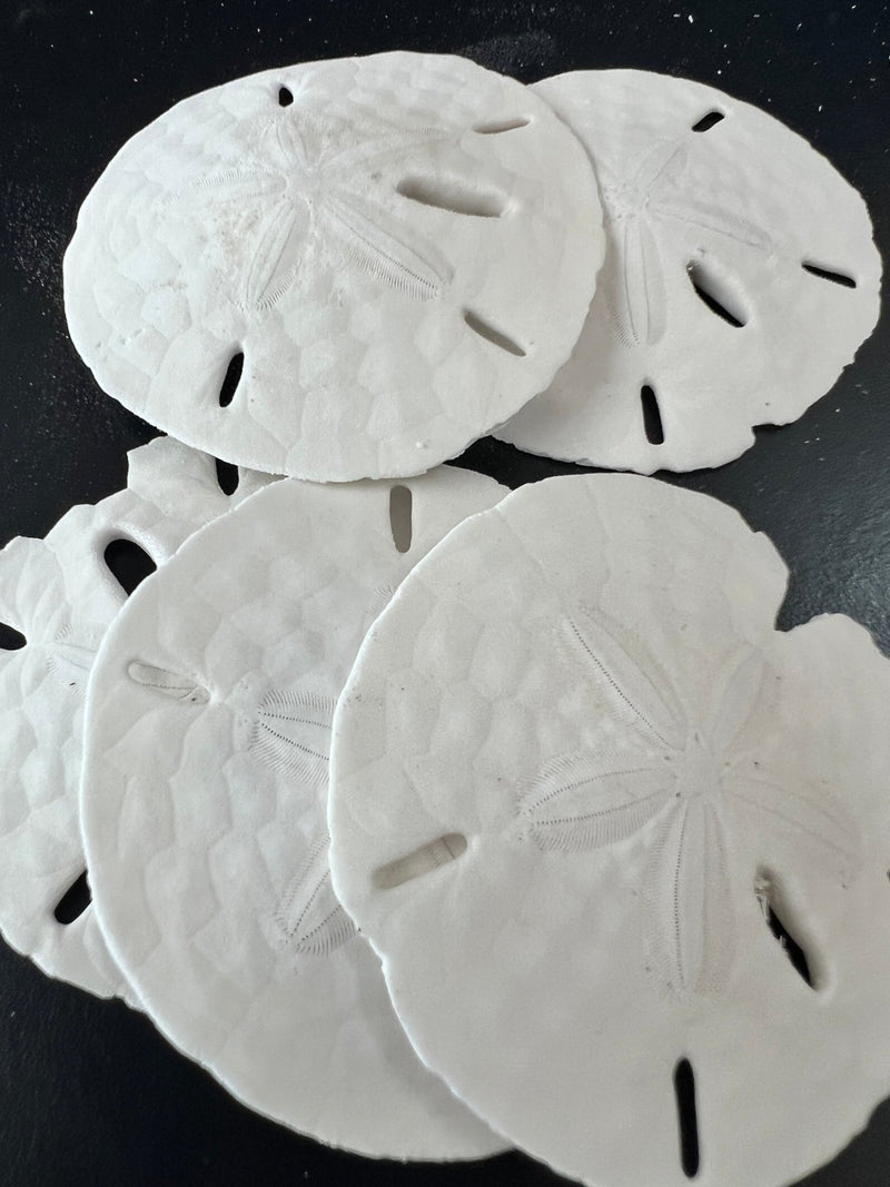 Loose White Sand Dollar Bleached - Sand DollarLoving Coastal Living