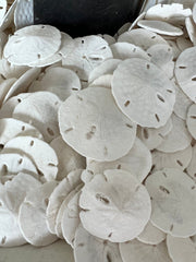 Loose White Sand Dollar Bleached - Sand DollarLoving Coastal Living