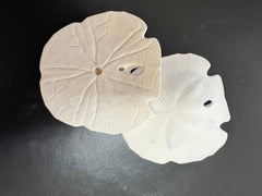 Loose White Sand Dollar Bleached - Sand DollarLoving Coastal Living