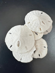 Loose White Sand Dollar Bleached - Sand DollarLoving Coastal Living