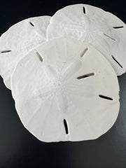 Loose White Sand Dollar Bleached - Sand DollarLoving Coastal Living