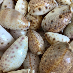 Lynx Cowry Shell - Loving Coastal Living