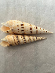 Marlin Spike Shell Terebra Maculata - ShellsLoving Coastal Living