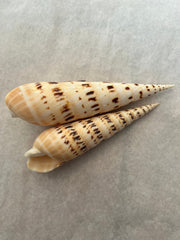 Marlin Spike Shell Terebra Maculata - ShellsLoving Coastal Living