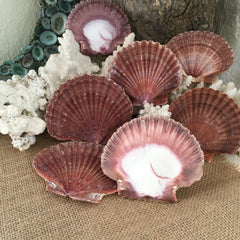 Mexican Flat Scallop Shells - ShellsLoving Coastal Living