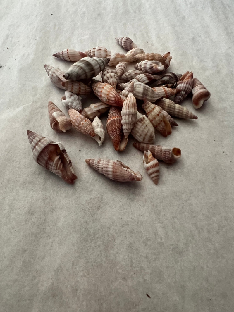 Mitra Miter Shell - ShellsLoving Coastal Living