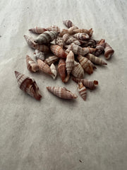 Mitra Miter Shell - ShellsLoving Coastal Living