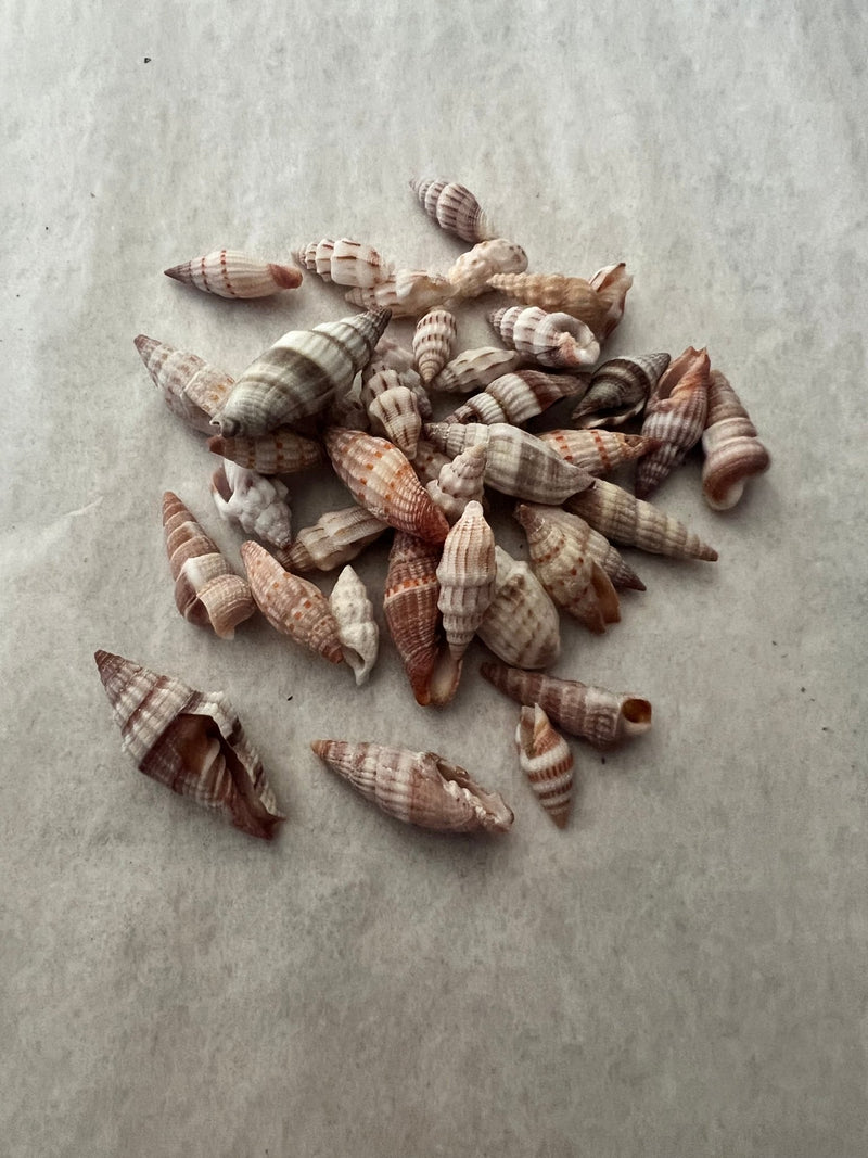 Mitra Miter Shell - ShellsLoving Coastal Living