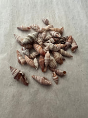 Mitra Miter Shell - ShellsLoving Coastal Living