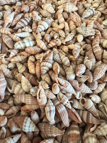 Mitra Miter Shell | Loving Coastal Living