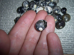 Mixed Nerita Snail Small Shells Seashells Black Brown White ZigZag Striped Spotted Pattern Art Crafts Sailor Valentine Supplies Spiral Top - Loving Coastal Living