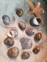 Mixed Nerita Snail Small Shells Seashells Black Brown White ZigZag Striped Spotted Pattern Art Crafts Sailor Valentine Supplies Spiral Top - Loving Coastal Living