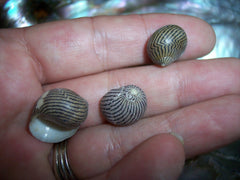 Mixed Nerita Snail Small Shells Seashells Black Brown White ZigZag Striped Spotted Pattern Art Crafts Sailor Valentine Supplies Spiral Top - Loving Coastal Living