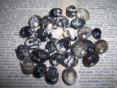 Mixed Nerita Snail Small Shells Seashells Black Brown White ZigZag Striped Spotted Pattern Art Crafts Sailor Valentine Supplies Spiral Top - Loving Coastal Living