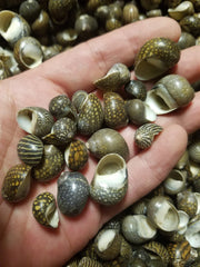 Mixed Nerita Snail Small Shells Seashells Black Brown White ZigZag Striped Spotted Pattern Art Crafts Sailor Valentine Supplies Spiral Top - Loving Coastal Living