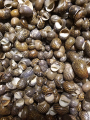 Mixed Nerita Snail Small Shells Seashells Black Brown White ZigZag Striped Spotted Pattern Art Crafts Sailor Valentine Supplies Spiral Top - Loving Coastal Living