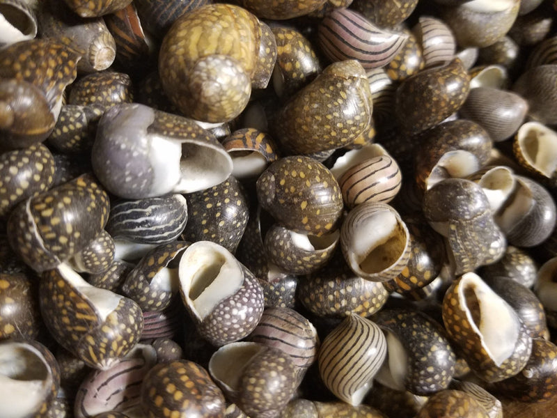 Mixed Nerita Snail Small Shells Seashells Black Brown White ZigZag Striped Spotted Pattern Art Crafts Sailor Valentine Supplies Spiral Top - Loving Coastal Living