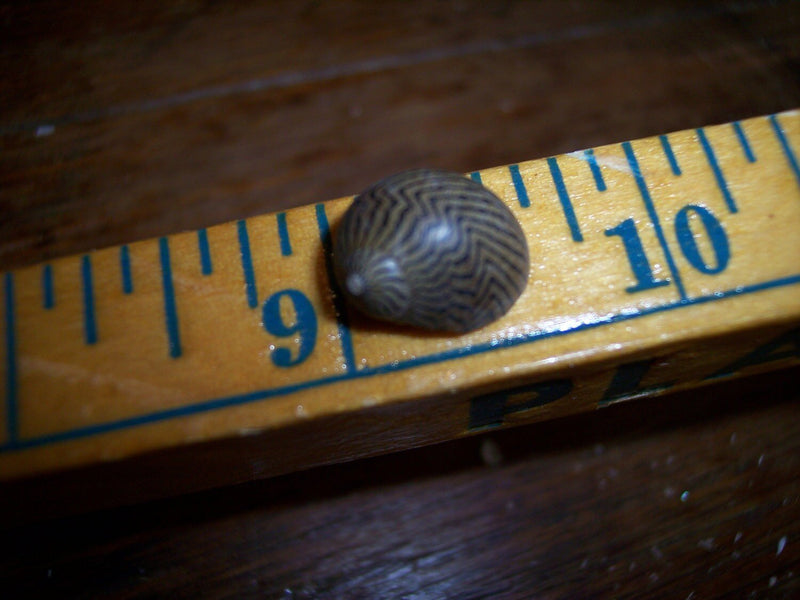 Mixed Nerita Snail Small Shells Seashells Black Brown White ZigZag Striped Spotted Pattern Art Crafts Sailor Valentine Supplies Spiral Top - Loving Coastal Living