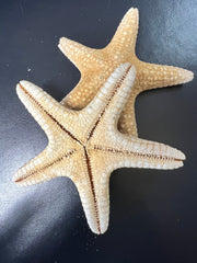 Mud Starfish - StarfishLoving Coastal Living