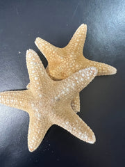 Mud Starfish - StarfishLoving Coastal Living