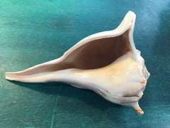 Mutant Lightning Whelk Texas State Shell - ShellsLoving Coastal Living